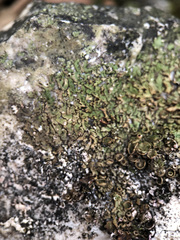Anaptychia runcinata