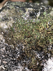 Anaptychia runcinata