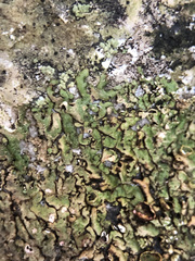 Anaptychia runcinata