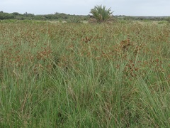 Cyperus solidus