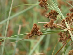 Cyperus solidus