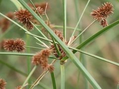 Cyperus solidus