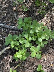 Talinum paniculatum