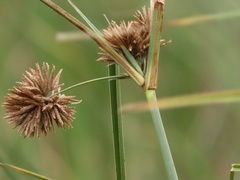 Cyperus solidus
