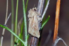 Anarta actinobola