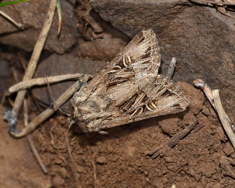 Anarta mirabilis