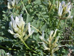 Astragalus physocarpus