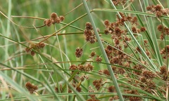Cyperus solidus