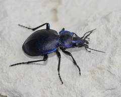 Calosoma panderi