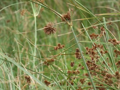 Cyperus solidus