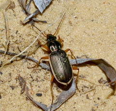 Chlaenius spoliatus