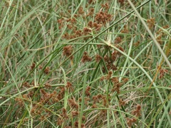 Cyperus solidus