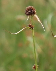 Rhynchospora spectabilis
