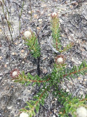 Trichocephalus stipularis