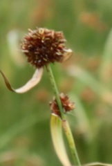 Rhynchospora spectabilis