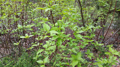 Cornus sericea sericea