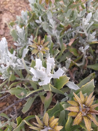 Image of Berkheya cuneata by no rights reserved