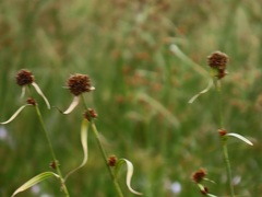 Rhynchospora spectabilis