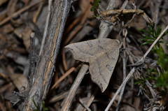 Eilicrinia subcordaria