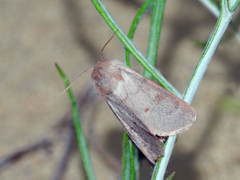 Acronicta contaminei