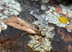Epimecia ustula