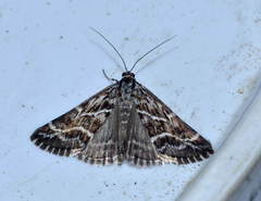 Evergestis umbrosalis
