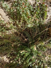 Telephium imperati imperati