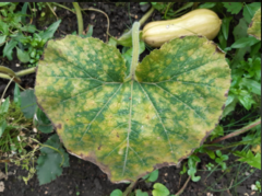 Pseudoperonospora cubensis