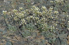Galitzkya spathulata
