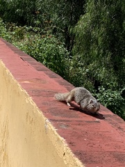 Otospermophilus variegatus