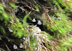 Rimbachia neckerae