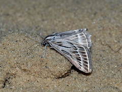 Loxostege scalaralis