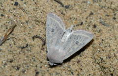 Orthosia gracilis