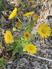 Chrysopsis gossypina