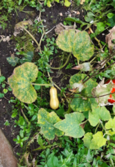 Pseudoperonospora cubensis