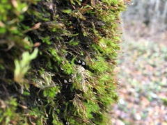 Rimbachia neckerae