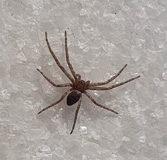 Pulchellodromus pulchellus
