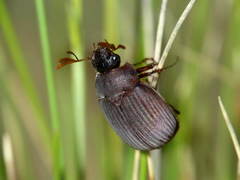 Maladera holosericea
