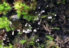Rimbachia neckerae