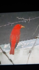 Piranga rubra