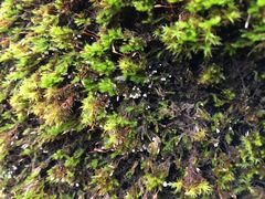 Rimbachia neckerae