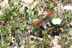 Pseudonympha magoides