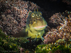 Ophioblennius atlanticus