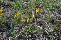 Tulipa sylvestris biebersteiniana