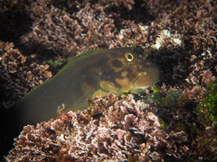 Ophioblennius atlanticus