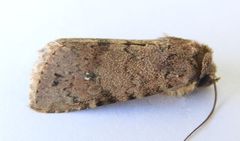 Homorthodes rubritincta