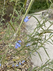 Salvia azurea