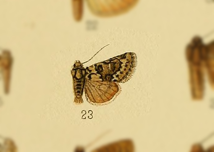Cryphia virescens