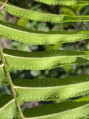 Nephrolepis biserrata