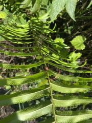 Nephrolepis biserrata